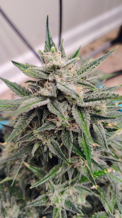 New Fast Buds Autos. Week 9