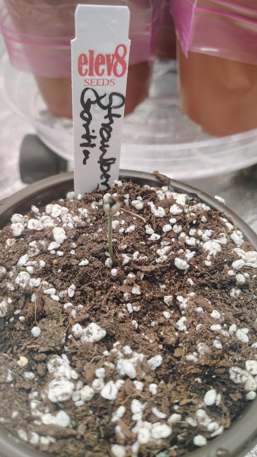 4 Autoflowers Fastbuds Run. Week 0