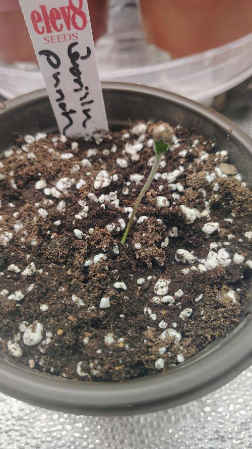 4 Autoflowers Fastbuds Run. Week 0