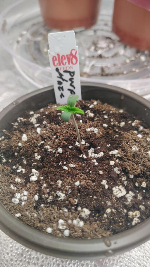 4 Autoflowers Fastbuds Run. Week 0
