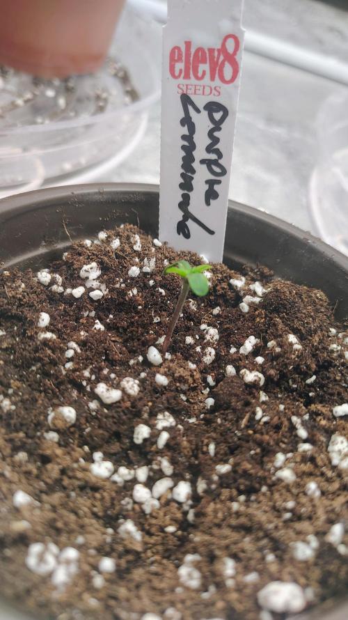 4 Autoflowers Fastbuds Run. Week 0
