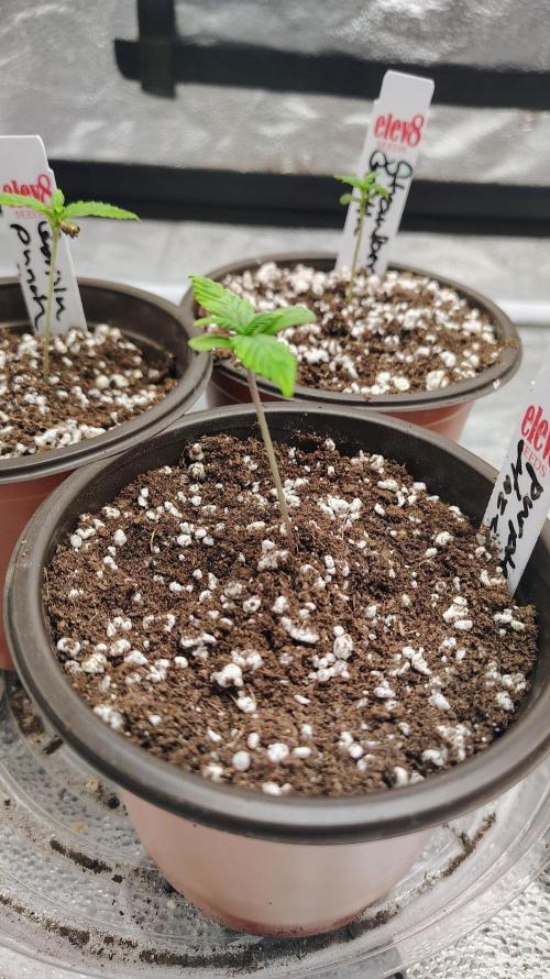 4 Autoflowers Fastbuds Run. Week 1