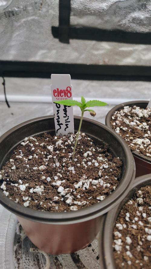 4 Autoflowers Fastbuds Run. Week 1
