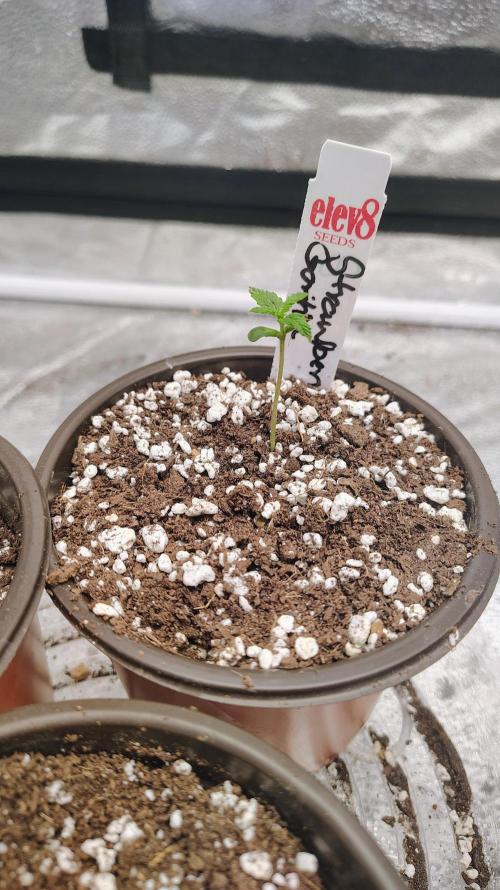 4 Autoflowers Fastbuds Run. Week 1