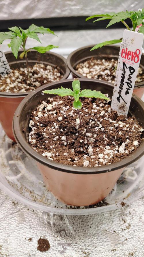 4 Autoflowers Fastbuds Run. Week 1