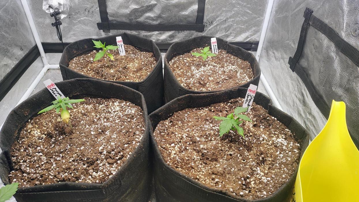 4 Autoflowers Fastbuds Run. Week 2 - Transplanted the ladies into their final pots! 
