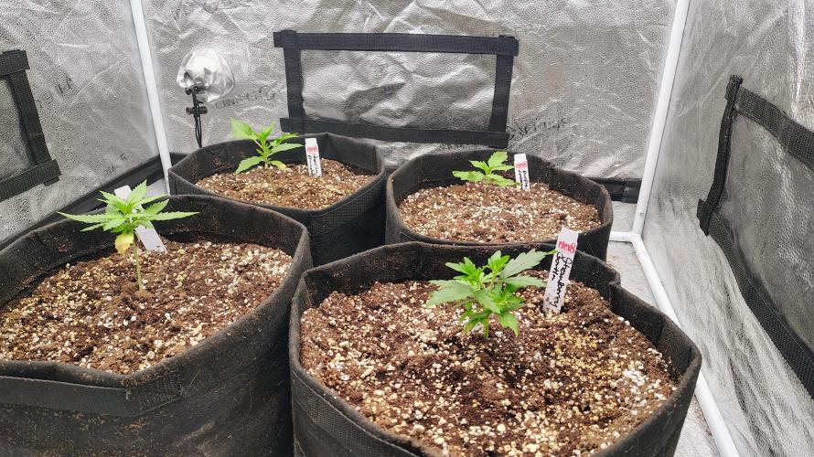 4 Autoflowers Fastbuds Run. Week 3