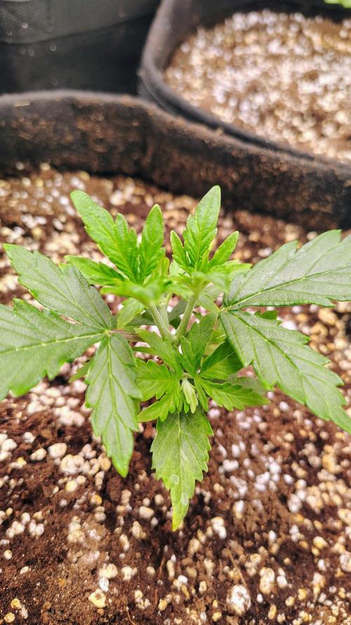 4 Autoflowers Fastbuds Run. Week 3 - Strawberry Gorilla has topped herself! 