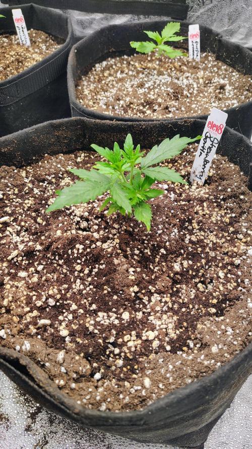 4 Autoflowers Fastbuds Run. Week 3