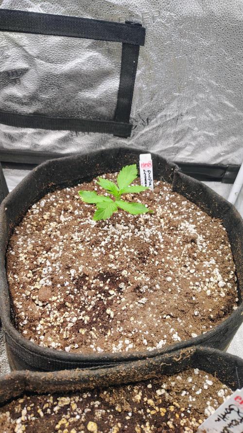 4 Autoflowers Fastbuds Run. Week 3