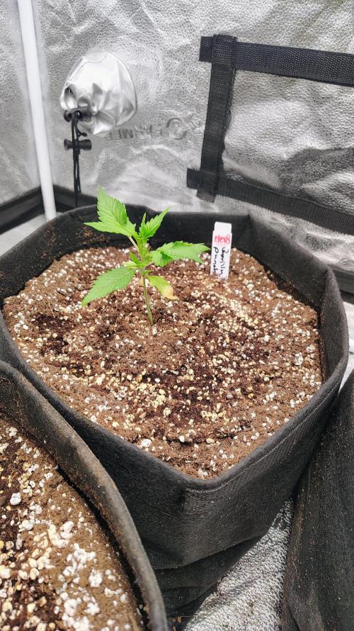 4 Autoflowers Fastbuds Run. Week 3