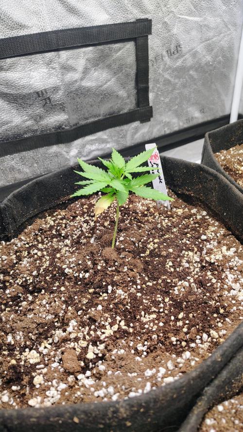 4 Autoflowers Fastbuds Run. Week 3