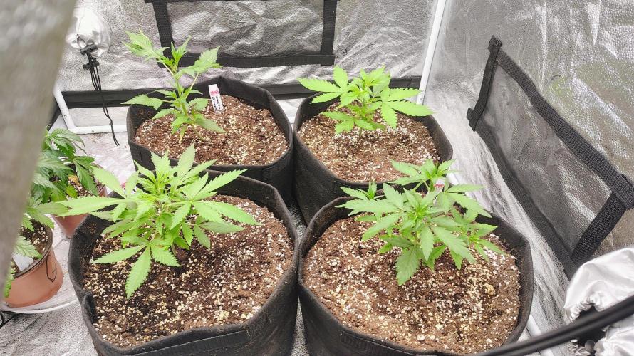 4 Autoflowers Fastbuds Run. Week 4