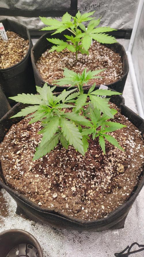 4 Autoflowers Fastbuds Run. Week 4