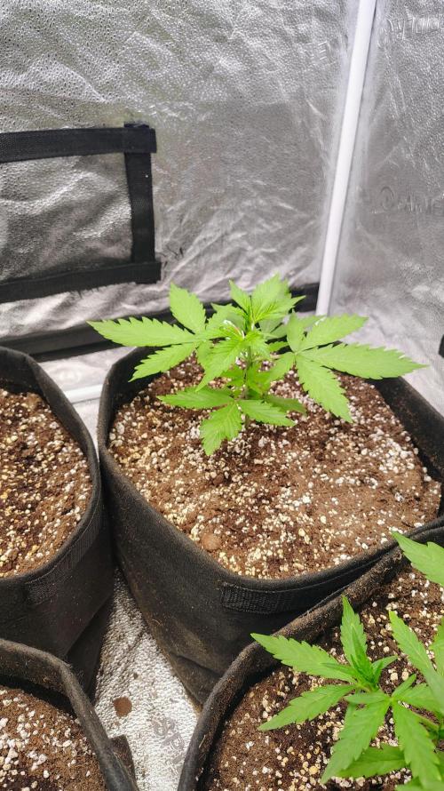 4 Autoflowers Fastbuds Run. Week 4