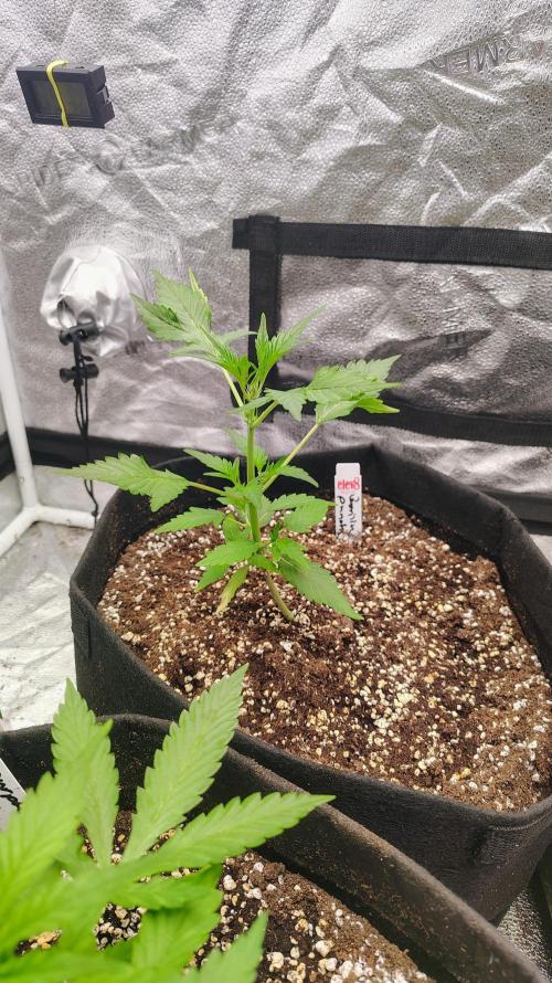 4 Autoflowers Fastbuds Run. Week 4