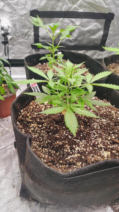 4 Autoflowers Fastbuds Run. Week 4