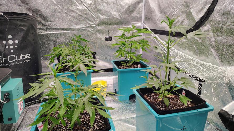 4 Autoflowers Fastbuds Run. Week 5 - Ladies are really taking off! 