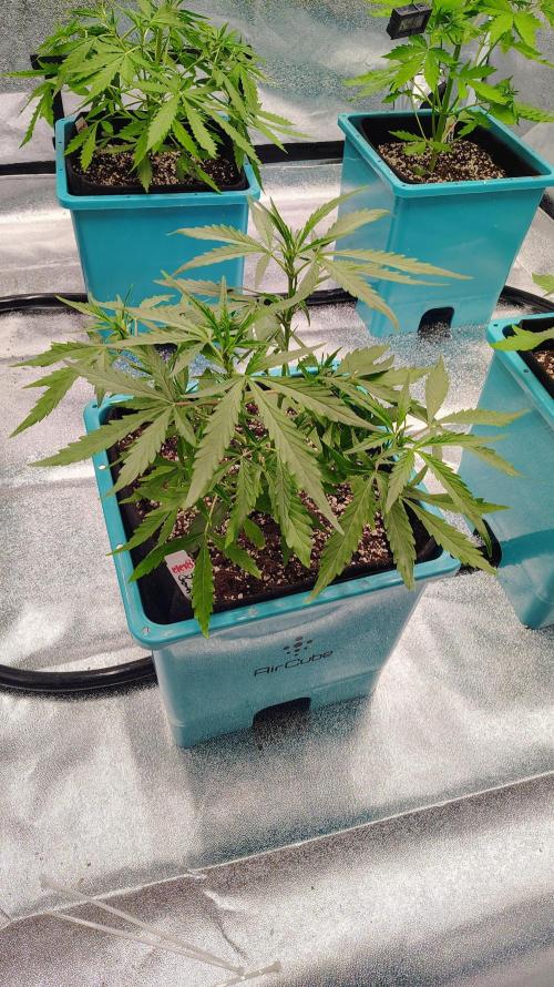 4 Autoflowers Fastbuds Run. Week 5 - Started some leaf tucking 