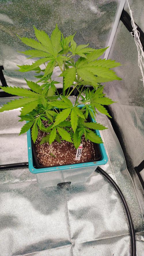 4 Autoflowers Fastbuds Run. Week 5