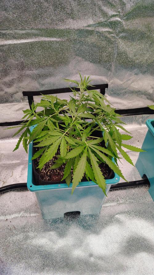 4 Autoflowers Fastbuds Run. Week 5 - Started some leaf tucking 
