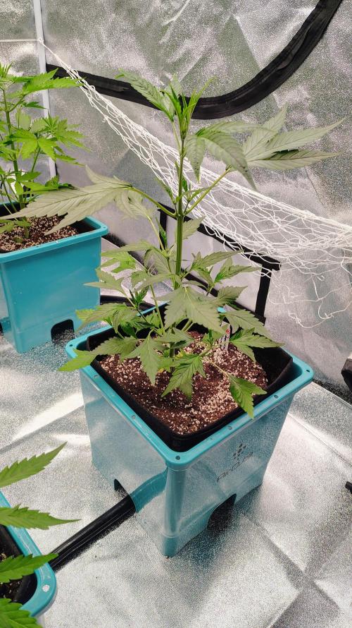 4 Autoflowers Fastbuds Run. Week 5