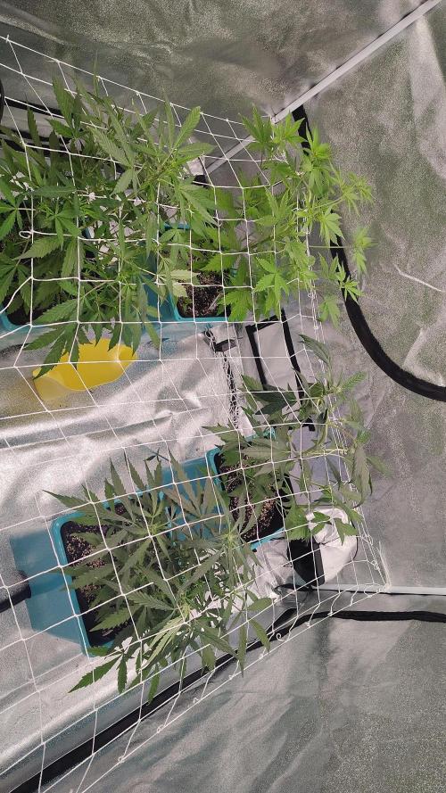 4 Autoflowers Fastbuds Run. Week 6 - These ladies are starting to grow up through the trellis so I will start to bend