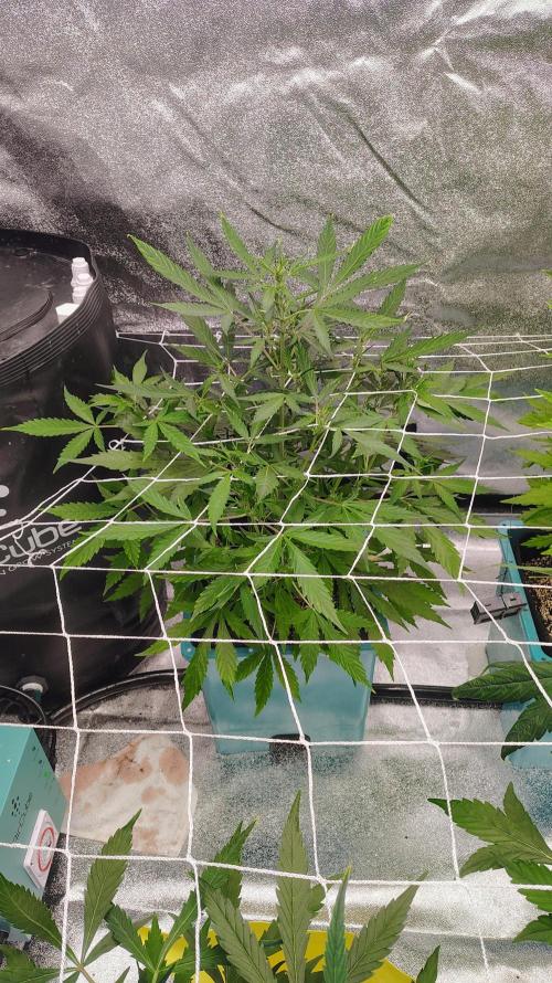 4 Autoflowers Fastbuds Run. Week 6 - Purple Haze