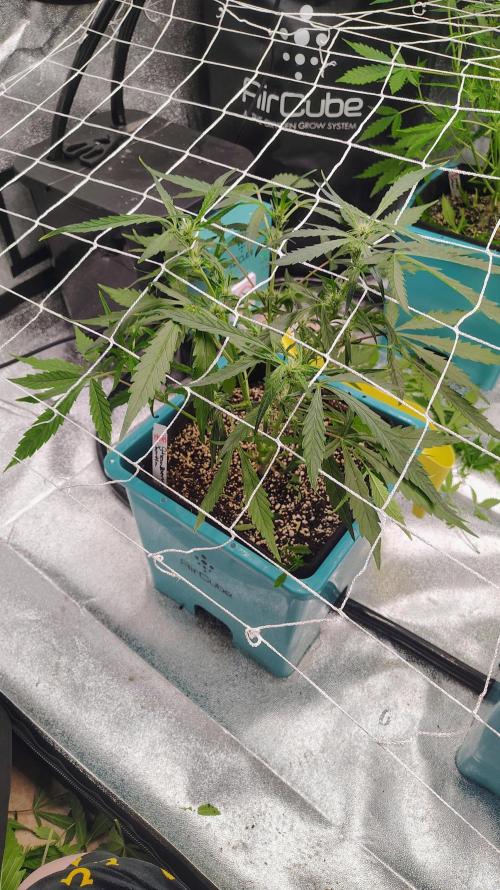 4 Autoflowers Fastbuds Run. Week 6 - Strawberry Gorilla 
