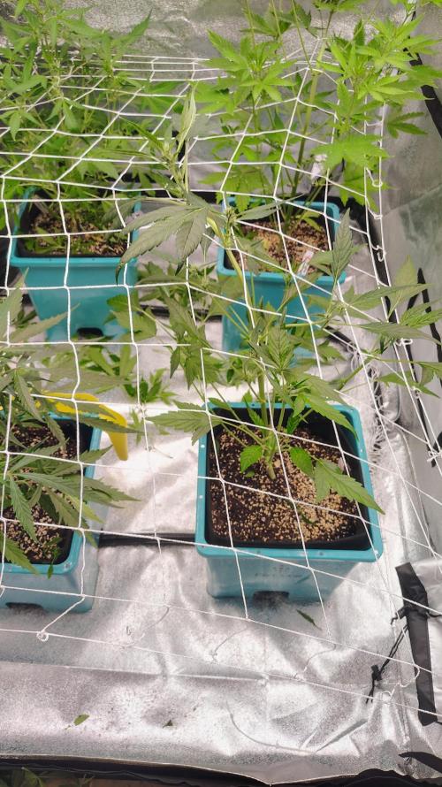 4 Autoflowers Fastbuds Run. Week 6 - Gorilla Punch 