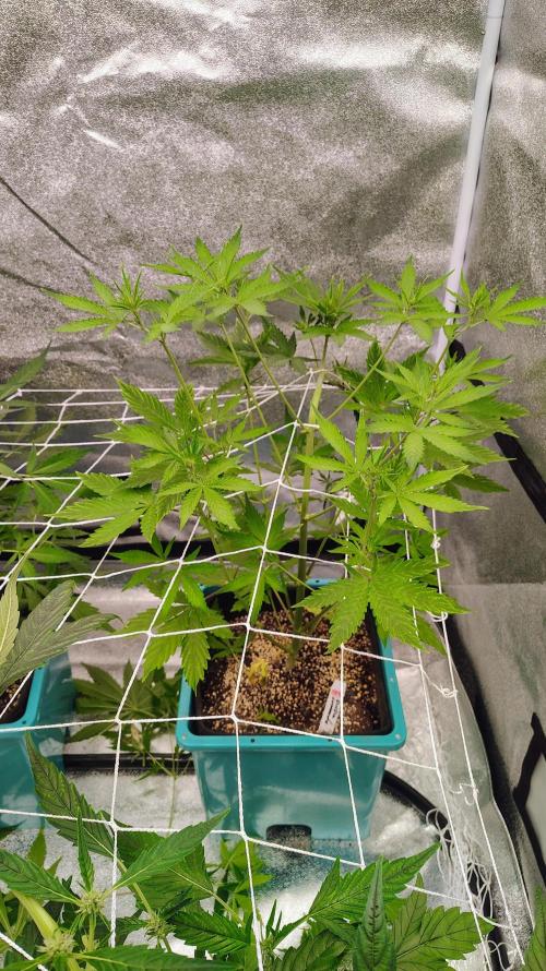 4 Autoflowers Fastbuds Run. Week 6 - Purple Lemonade 