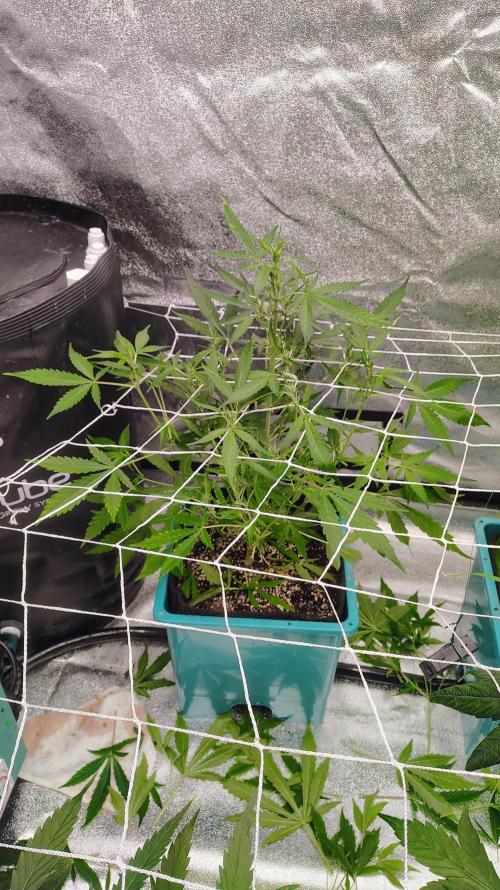 4 Autoflowers Fastbuds Run. Week 6