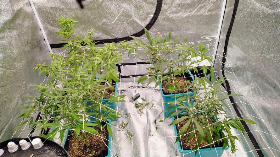4 Autoflowers Fastbuds Run. Week 7 - Started tucking under the trellis and these ladies have really taken off! 