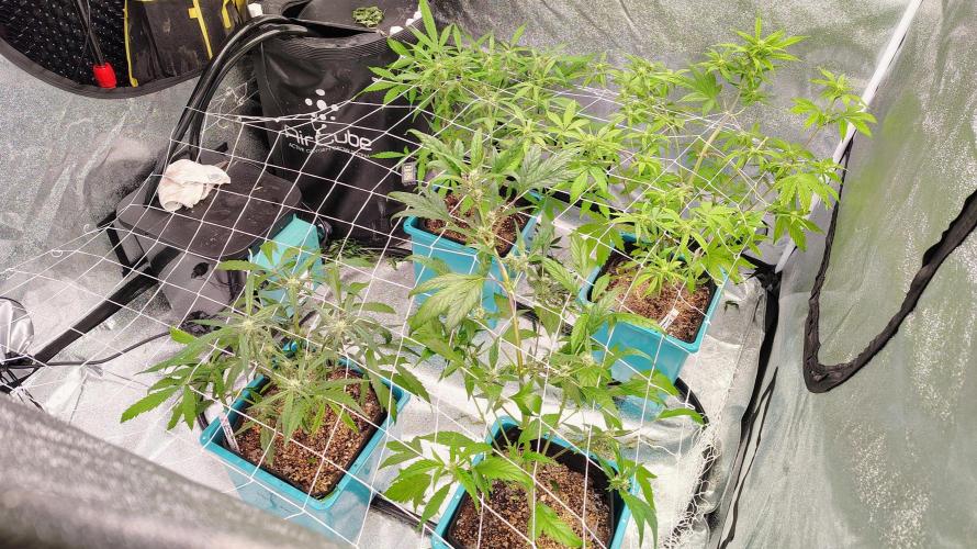 4 Autoflowers Fastbuds Run. Week 7
