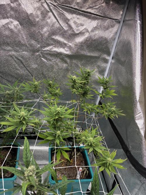 4 Autoflowers Fastbuds Run. Week 8 - This purple lemonade is really stretching out through this trellis 