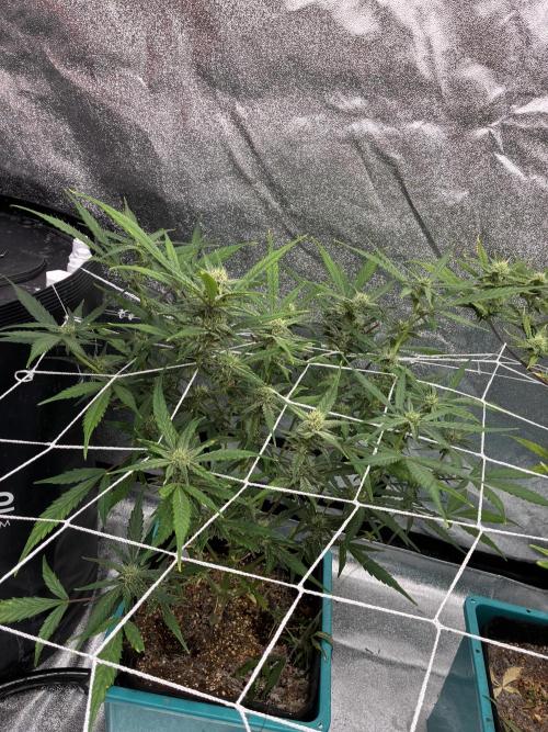 4 Autoflowers Fastbuds Run. Week 8 - Purple haze stretching out very nicely 