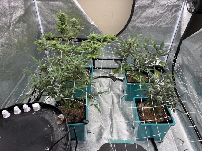 4 Autoflowers Fastbuds Run. Week 8