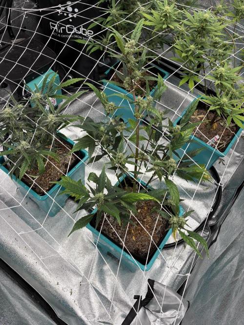 4 Autoflowers Fastbuds Run. Week 8