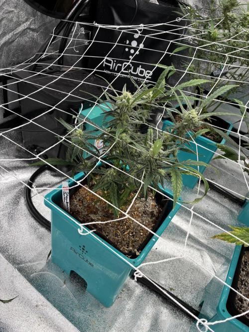 4 Autoflowers Fastbuds Run. Week 8