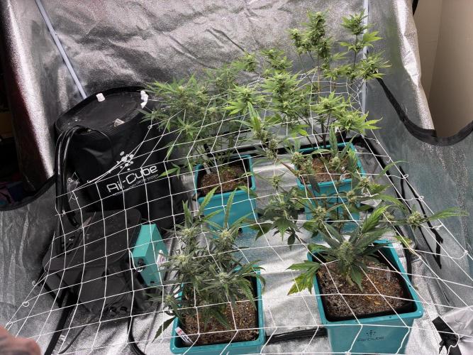 4 Autoflowers Fastbuds Run. Week 8