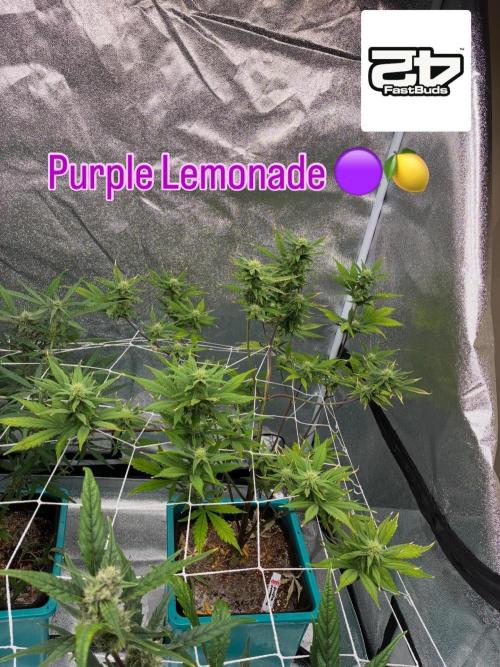 4 Autoflowers Fastbuds Run. Week 8