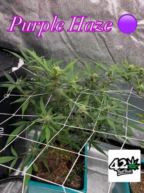 4 Autoflowers Fastbuds Run. Week 8