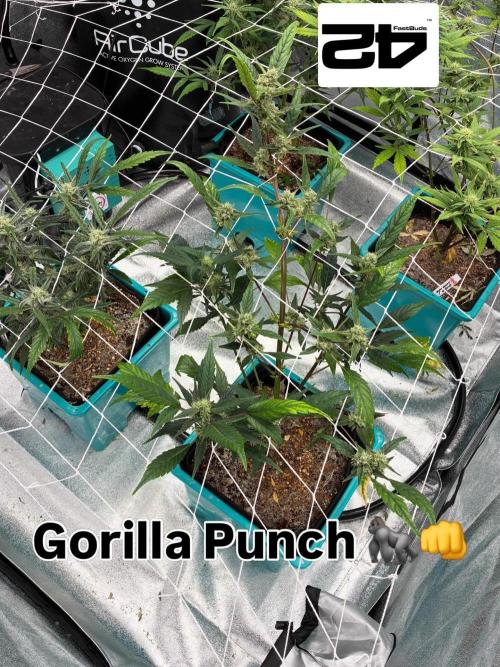 4 Autoflowers Fastbuds Run. Week 8