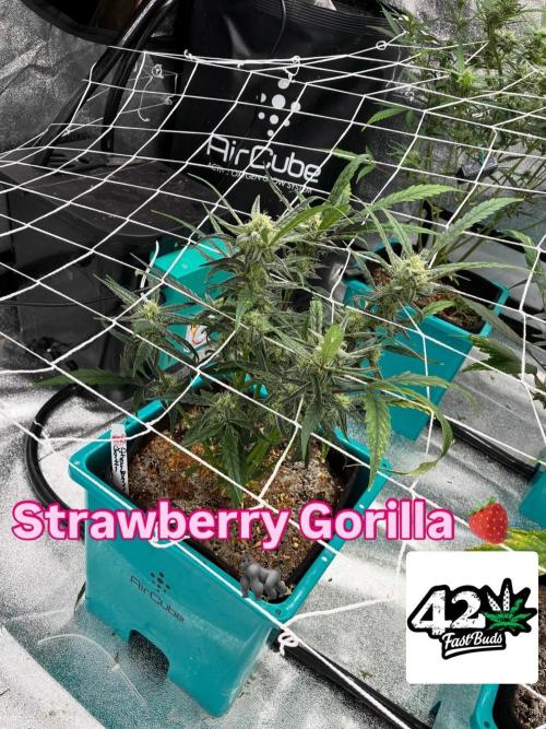4 Autoflowers Fastbuds Run. Week 8