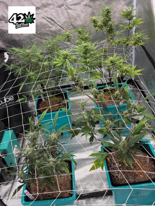 4 Autoflowers Fastbuds Run. Week 8