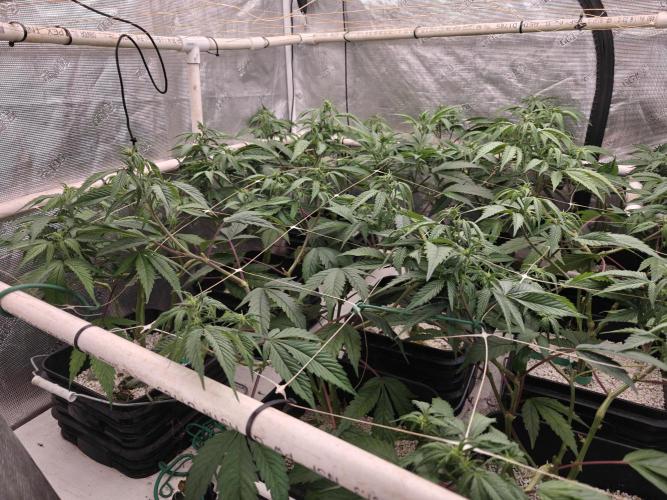 Triple Cheese 2026. Week 1