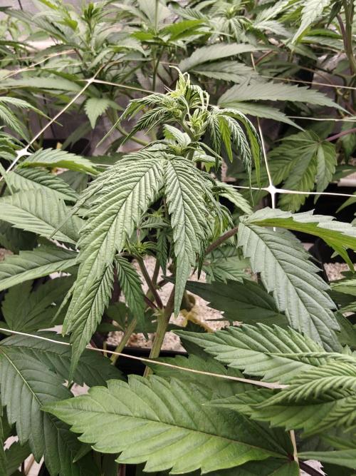 Triple Cheese 2026. Week 1