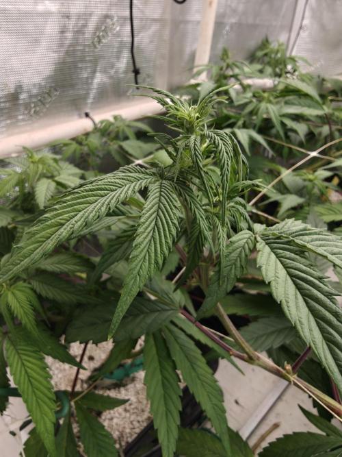 Triple Cheese 2026. Week 1