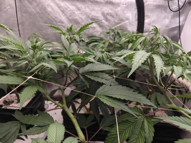 Triple Cheese 2026. Week 1