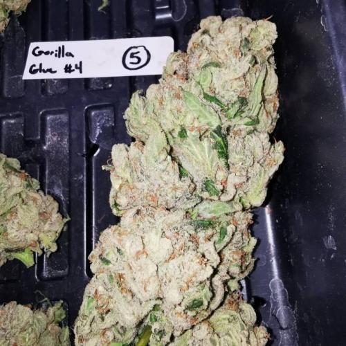 Gorilla Glue #4 (800w LED) . Week 9